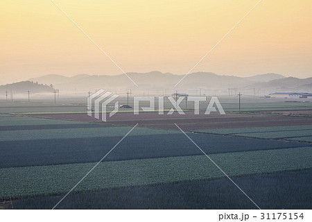 慶南 田畑 ニンニク畑 31175154