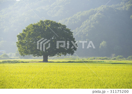 慶南 ケヤキ 韓国 31175200