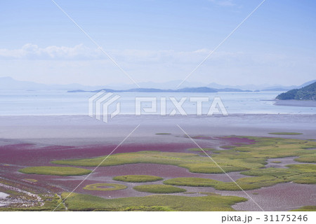 海 順天湾 七面草 31175246