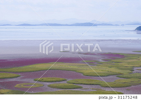 順天湾 全羅南道 風景 31175248
