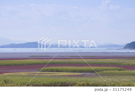 海 順天湾 自然 31175249