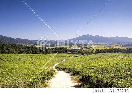 国立公園 緑茶畑 月出山 31175256