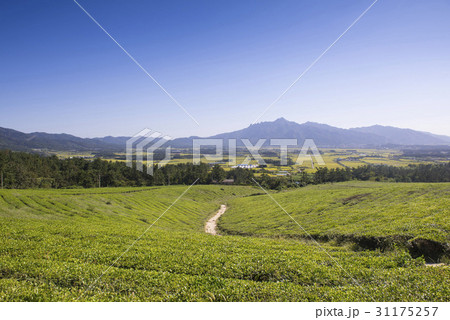 緑茶畑 月出山 自然 31175257