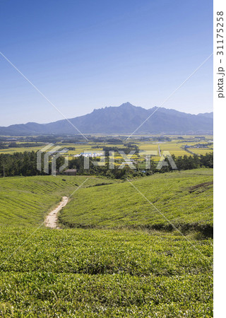 緑茶畑 霊岩郡 月出山 31175258