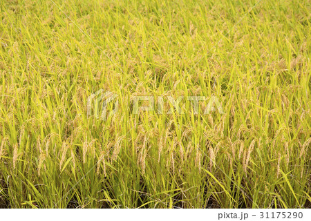 ノン 農業 農作物 31175290