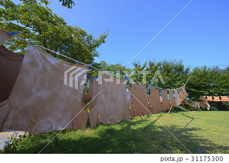 染色 慶北 木 31175300