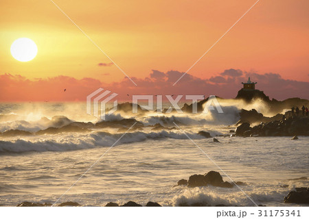 海 釜山 オランの 31175341