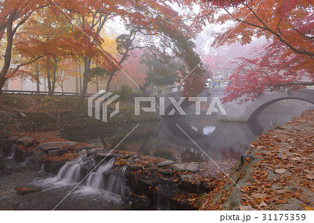 木 カエデ 兜率天 31175359