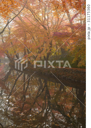 秋 紅葉 カエデ 31175360