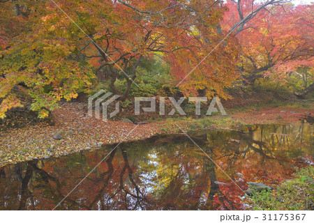 秋 落葉 紅葉 31175367