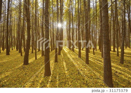 道理の村 森 イチョウ 31175379