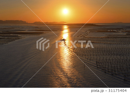 カキの養殖場 産業 シルエット 31175404