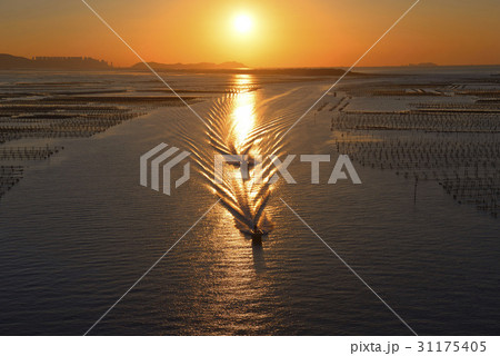 加徳島 カキの養殖場 夕焼け 31175405