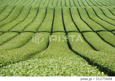 緑茶畑 ドスン多元 西帰浦市 31175608