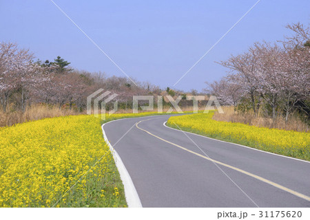 道路 春の花 菜種 31175620