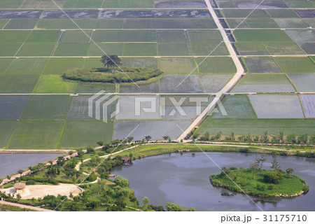 慶南 夫婦松 ピョンサリ 31175710