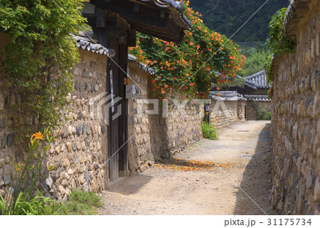 路地 ジャカランダ 韓国 31175734