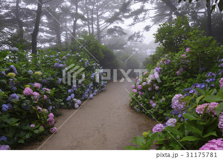 木 釜山 アジサイ 31175781