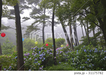 あじさい がくアジサイ アジサイ 31175782