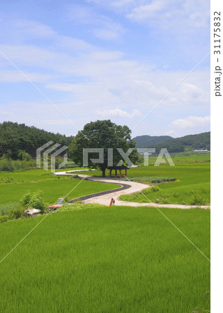 慶南 ノン 稲 31175832