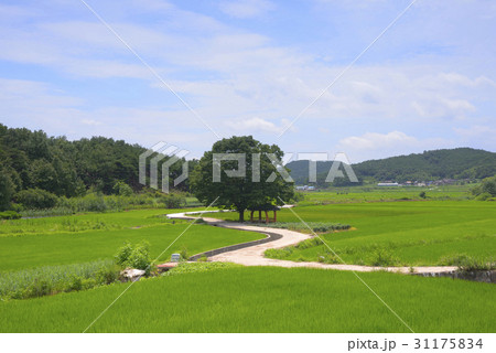 ノン 農業 稲 31175834