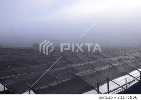 田畑 奉化郡 霧 31175966