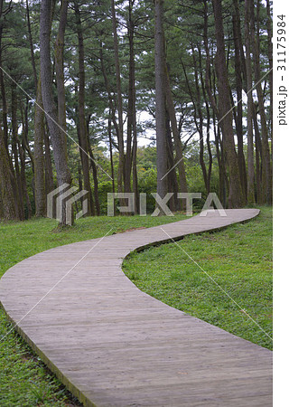 杉 済州島 遊歩道 31175984