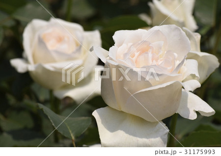 ホワイトクリスマス(薔薇の品種) ホワイトクリスマス(薔薇の品種) 31175993