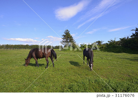 動物 済州島 草原 31176076