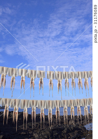 乾燥 とっつき ぶら下がる 31176089