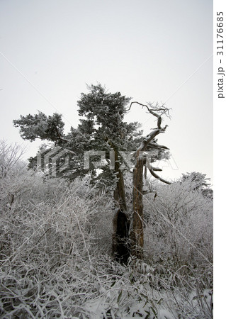 冬 雪花 徳裕山 31176685