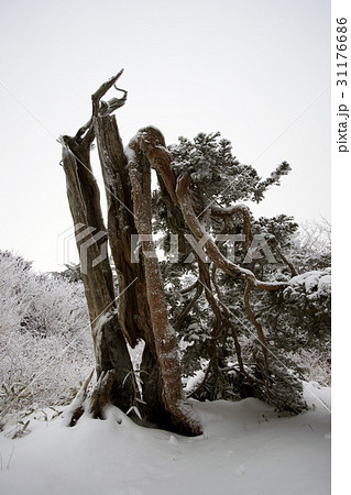 冬 雪花 徳裕山 31176686
