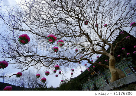 ローアングル 下アングル 低角度 31176800