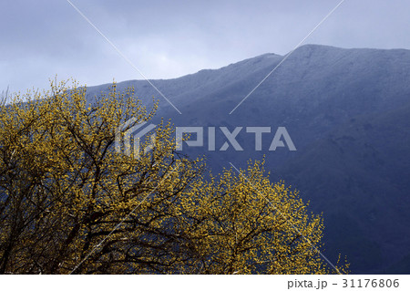 求礼郡 サンシュユ 自然 31176806