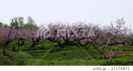 花 図画 春 31176825