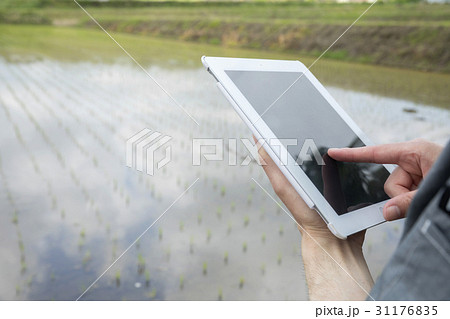 タブレットで田んぼを管理する米農家　スマートアグリ 31176835