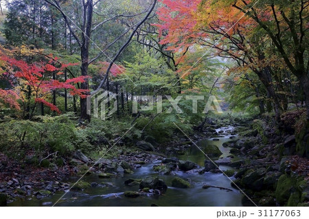 秋 カエデ 全羅南道 31177063