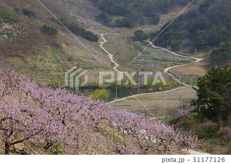 花 木 田畑 31177126