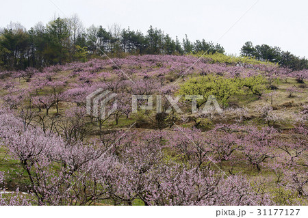 慶北 花 木 31177127
