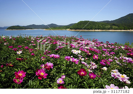 花 花畑 大清湖 31177182