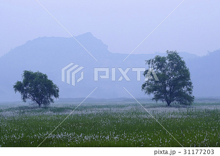 京畿道 キョンギド 木 31177203