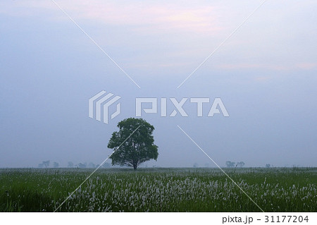 オウムも 自然 風景 31177204