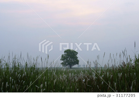 京畿道 キョンギド 木 31177205