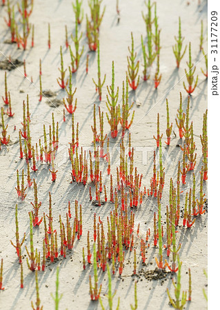 京畿道 キョンギド オウムも 31177209