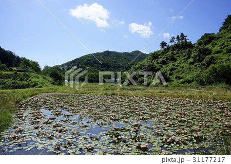 花 報恩郡 修練 31177217
