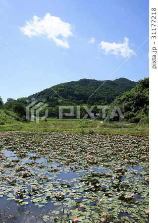 報恩郡 修練 池 31177218