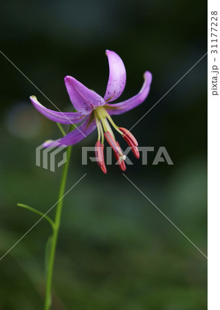 江原道 花芯 ユリ 31177228