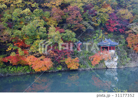 秋 紅葉 ベクソクジョン 31177352