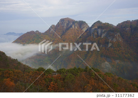 木 紅葉 奉化郡 31177362