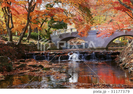 高敞郡 カエデ 禅雲寺 31177379